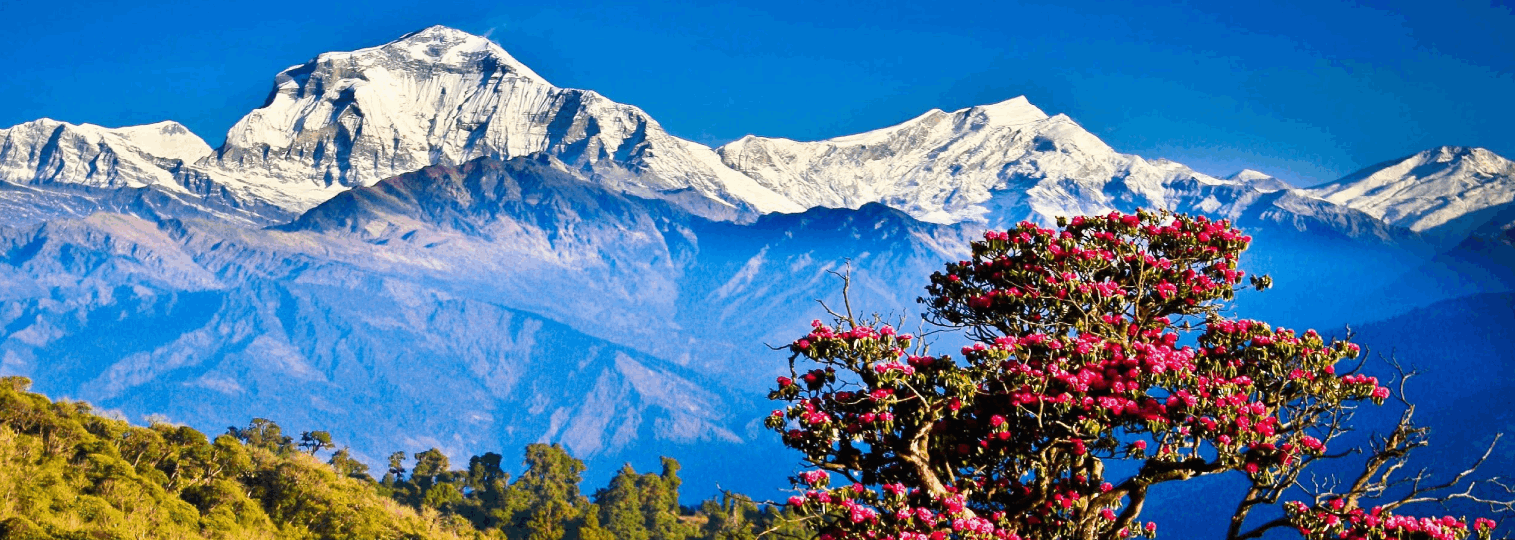 Mardi Himal Trekking | Be mutual with The Himalaya Trekking CompanyThe Himalaya Trekking Company
